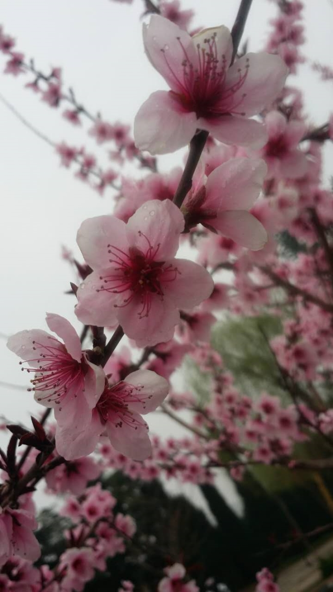 園區景觀