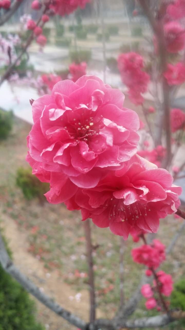 園區景觀